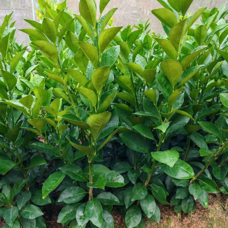 【纽荷尔脐橙苗】脐橙苗/江西脐橙苗/根系发达易成活