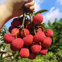 大量出售仙进奉荔枝苗带绿荔枝苗桂味荔枝苗冰荔苗