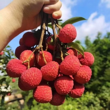 大量出售仙进奉荔枝苗带绿荔枝苗桂味荔枝苗冰荔苗
