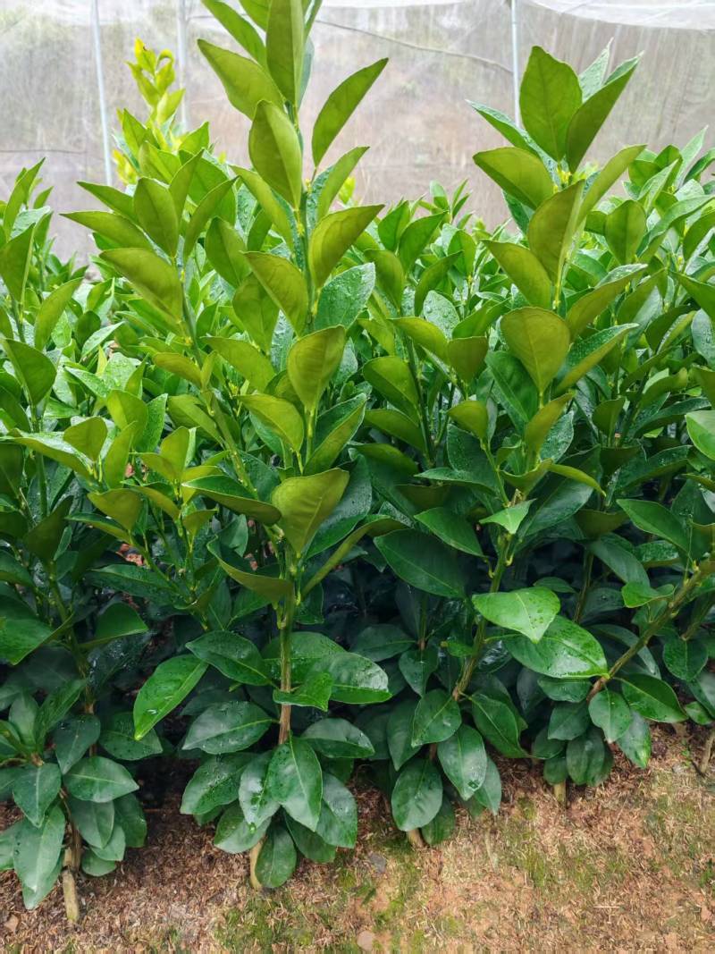 【纽荷尔脐橙苗】脐橙苗/江西脐橙苗/根系发达易成活