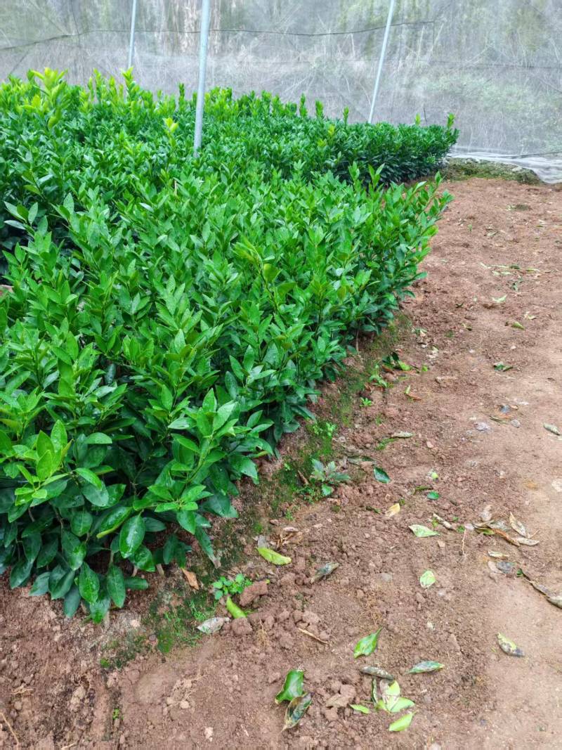 【纽荷尔脐橙苗】脐橙苗/江西脐橙苗/根系发达易成活