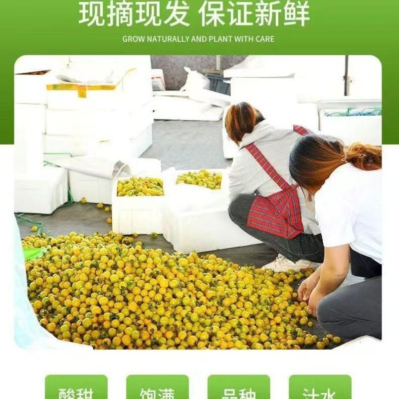 寿光精品迷恋圣女果脆甜多汁小番茄产地货源大量批发价优