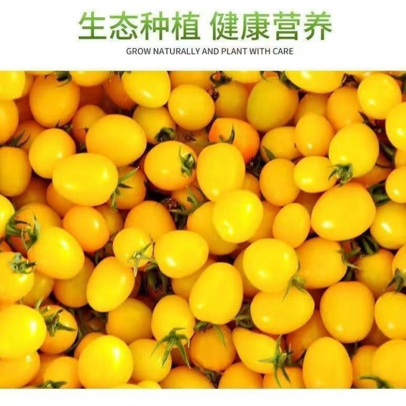 寿光精品迷恋圣女果脆甜多汁小番茄产地货源大量批发价优
