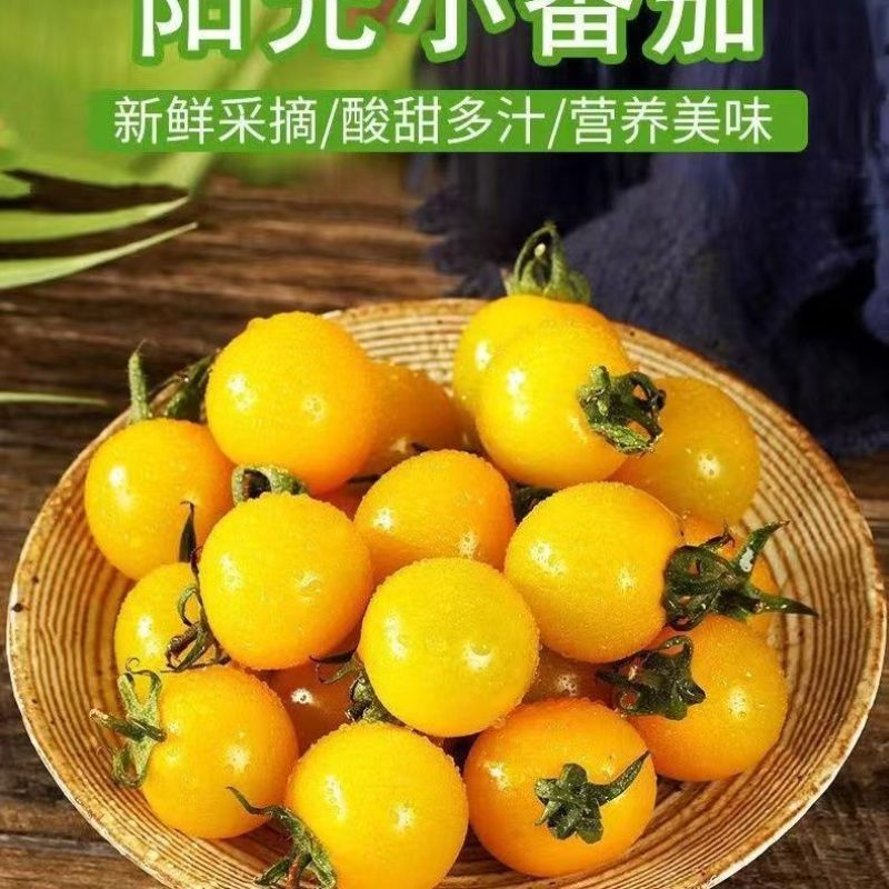 寿光精品迷恋圣女果脆甜多汁小番茄产地货源大量批发价优