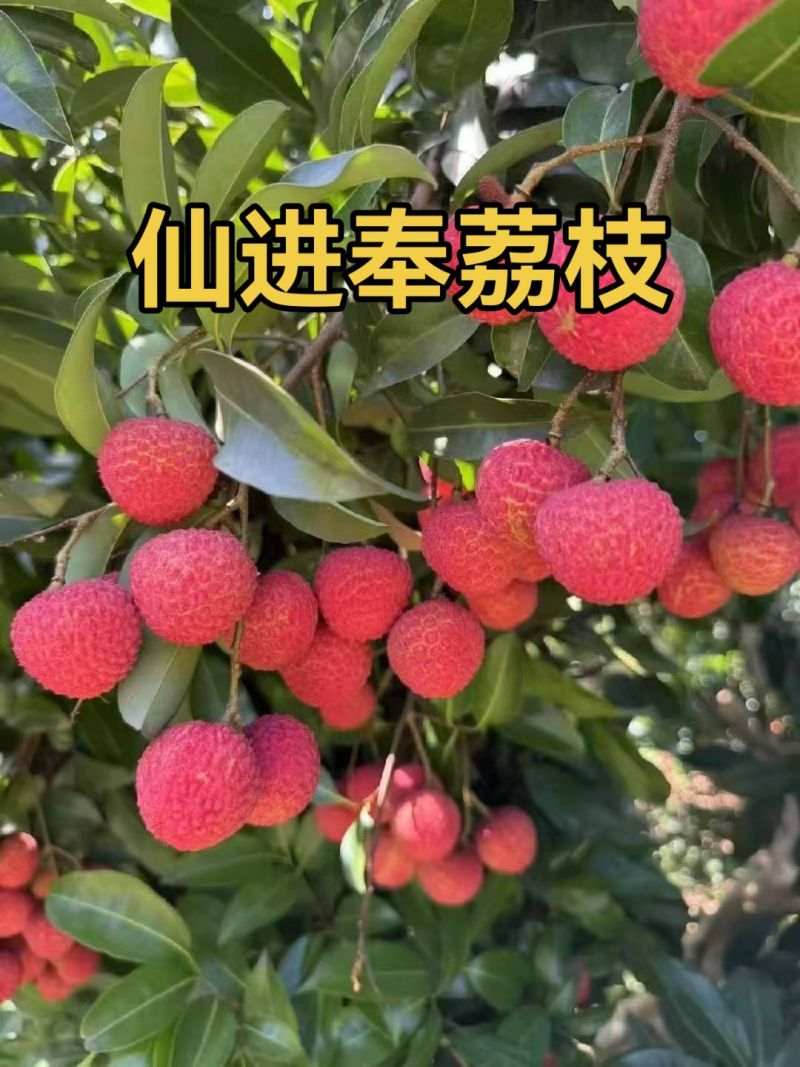 大量出售仙进奉荔枝苗带绿荔枝苗桂味荔枝苗冰荔苗