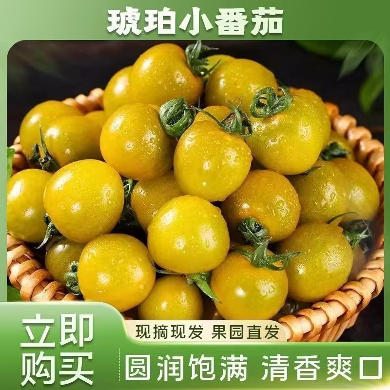 寿光糖珀琥圣女果应季鲜果小番茄基地直供批发长期供货