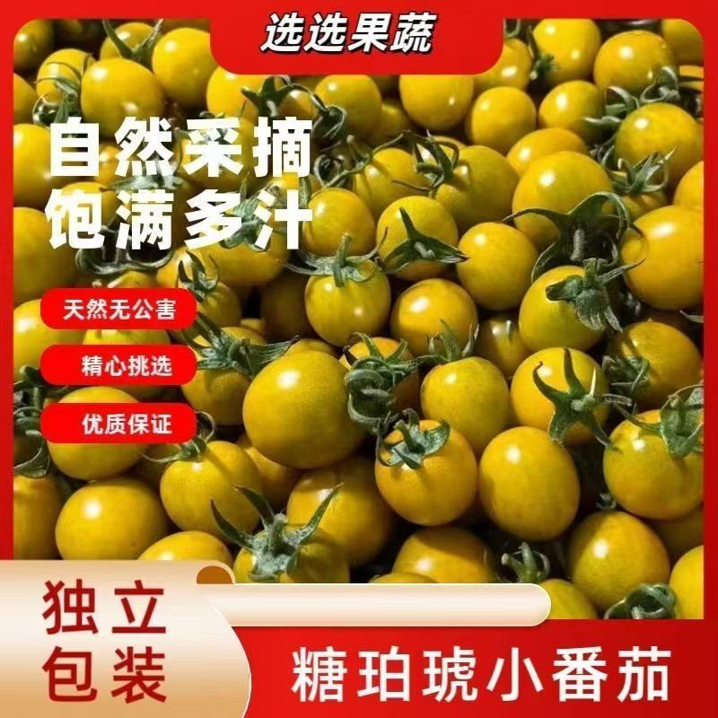 寿光糖珀琥圣女果应季鲜果小番茄基地直供批发长期供货