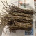 铁皮石斛