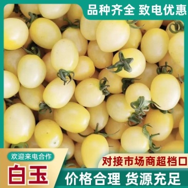 寿光白玉圣女果超甜小番茄新鲜现摘产地直供批发货源足
