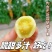 寿光白玉圣女果超甜小番茄新鲜现摘产地直供批发货源足