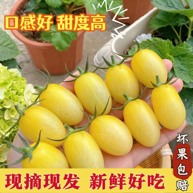 寿光白玉圣女果超甜小番茄新鲜现摘产地直供批发货源足