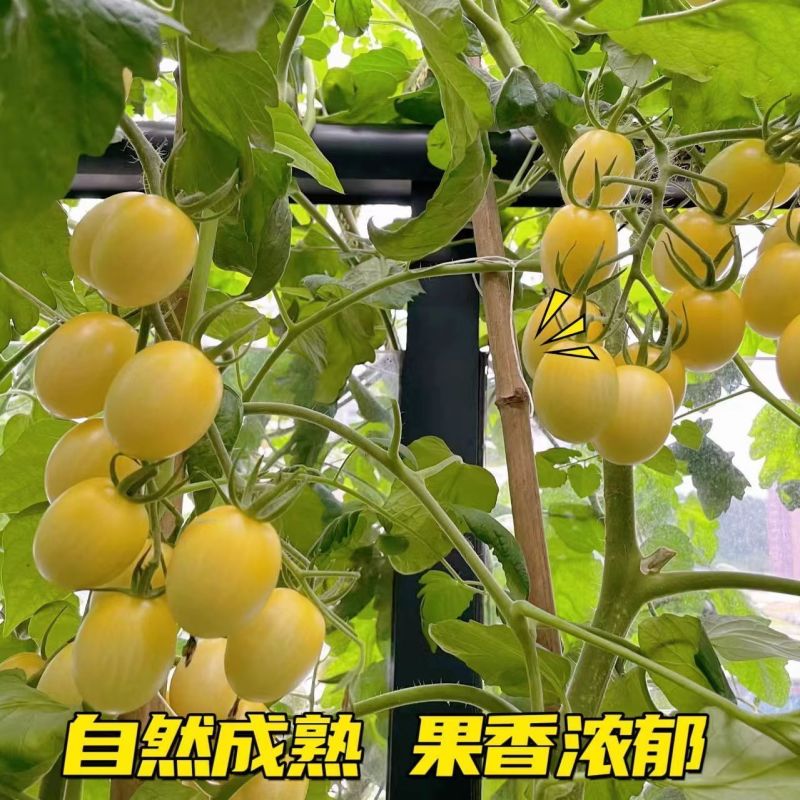 寿光白玉圣女果超甜小番茄新鲜现摘产地直供批发货源足