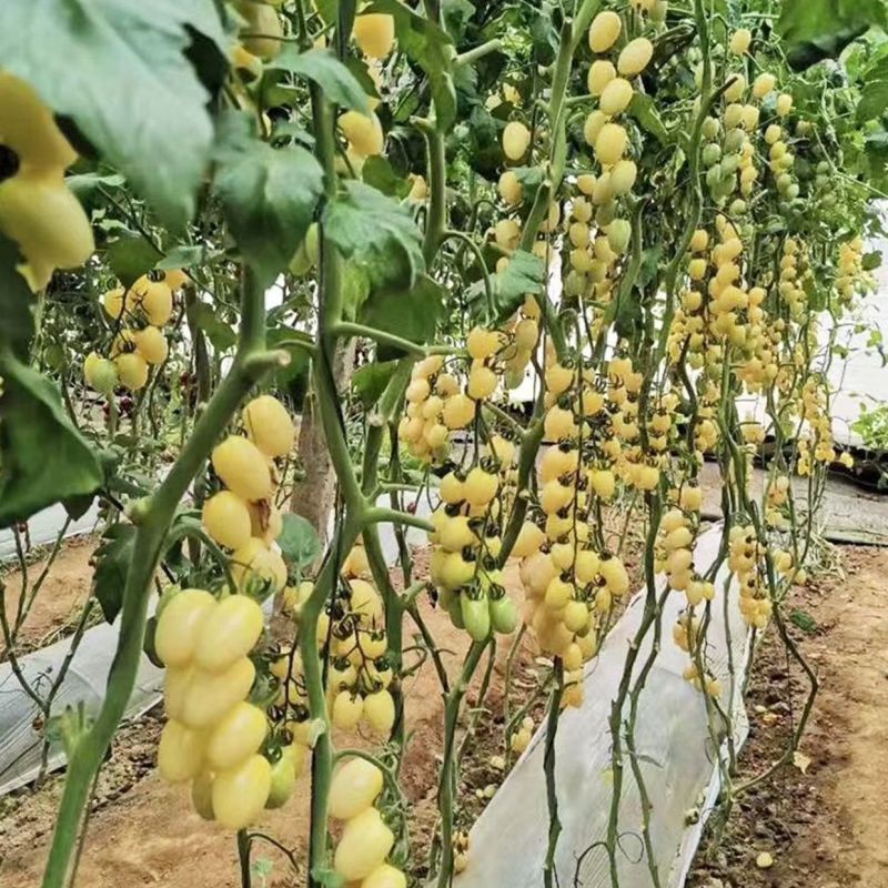 寿光白玉圣女果超甜小番茄新鲜现摘产地直供批发货源足