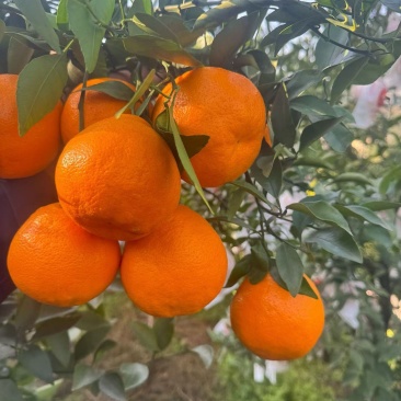 春见耙耙柑主产区大量供应出货中