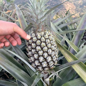 【果园直发】云南水果菠萝手撕凤梨产地一手货源稳定供应市场