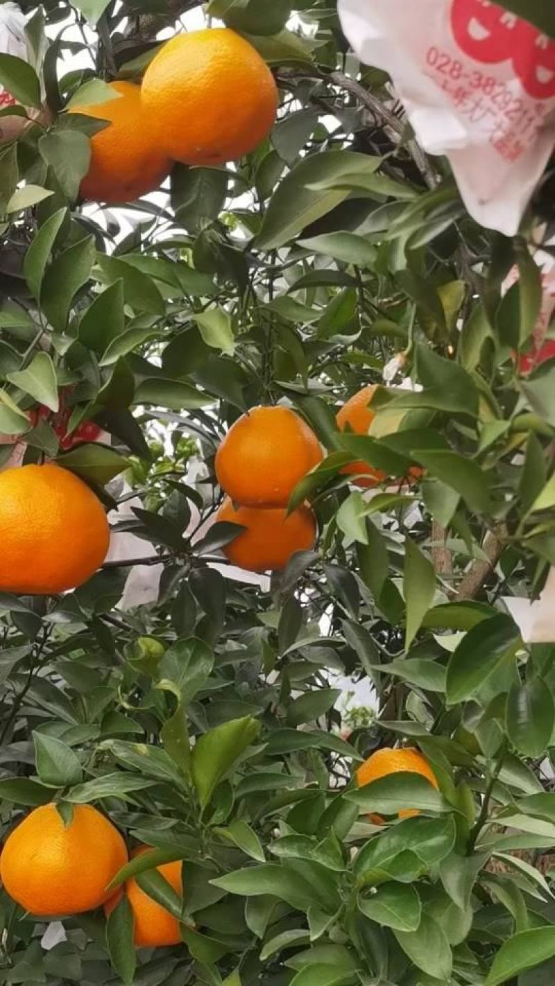 春见耙耙柑主产区大量供应出货中