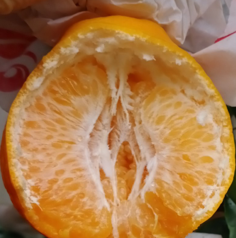 春见耙耙柑主产区大量供应出货中