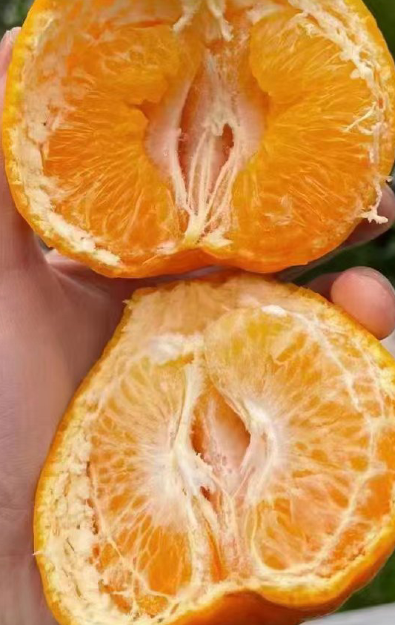 春见耙耙柑主产区大量供应出货中