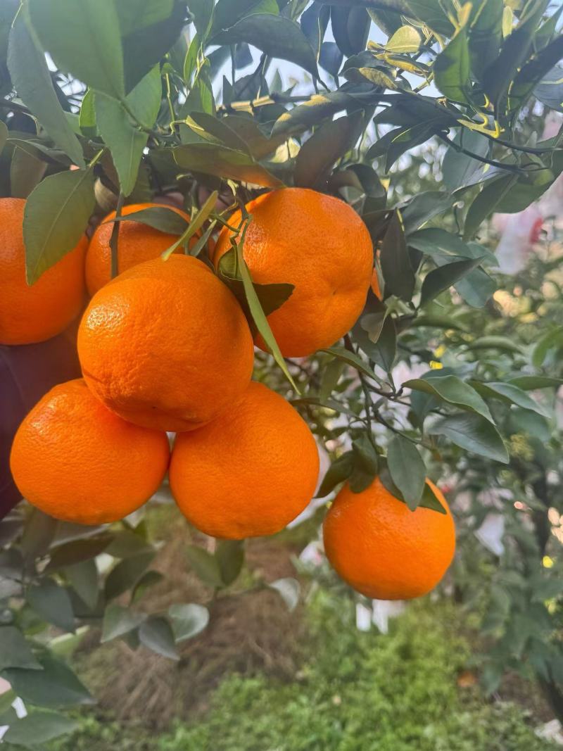 春见耙耙柑主产区大量供应出货中