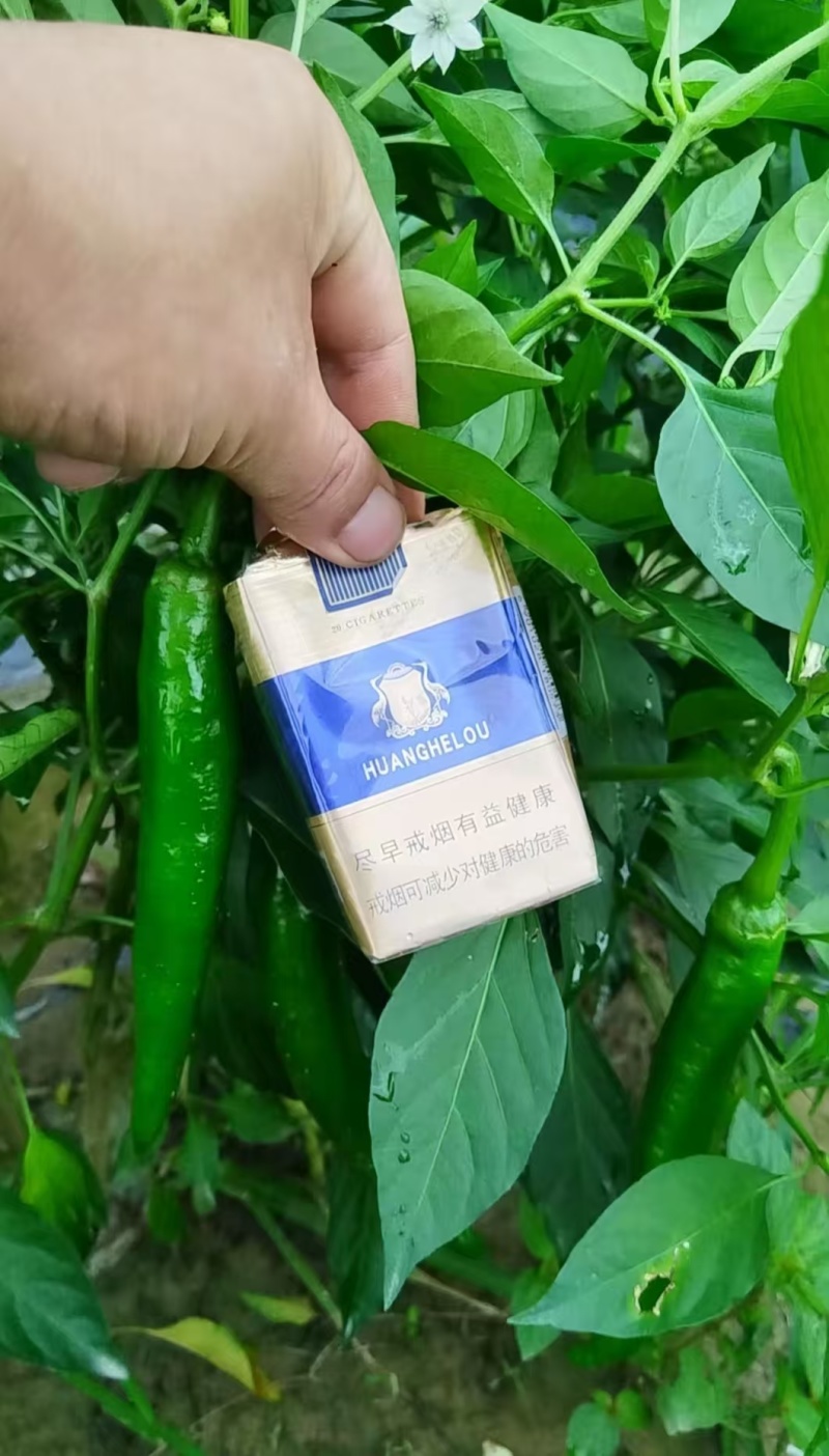 河南精品尖辣椒产地直发量大价优欢迎随时联系看货