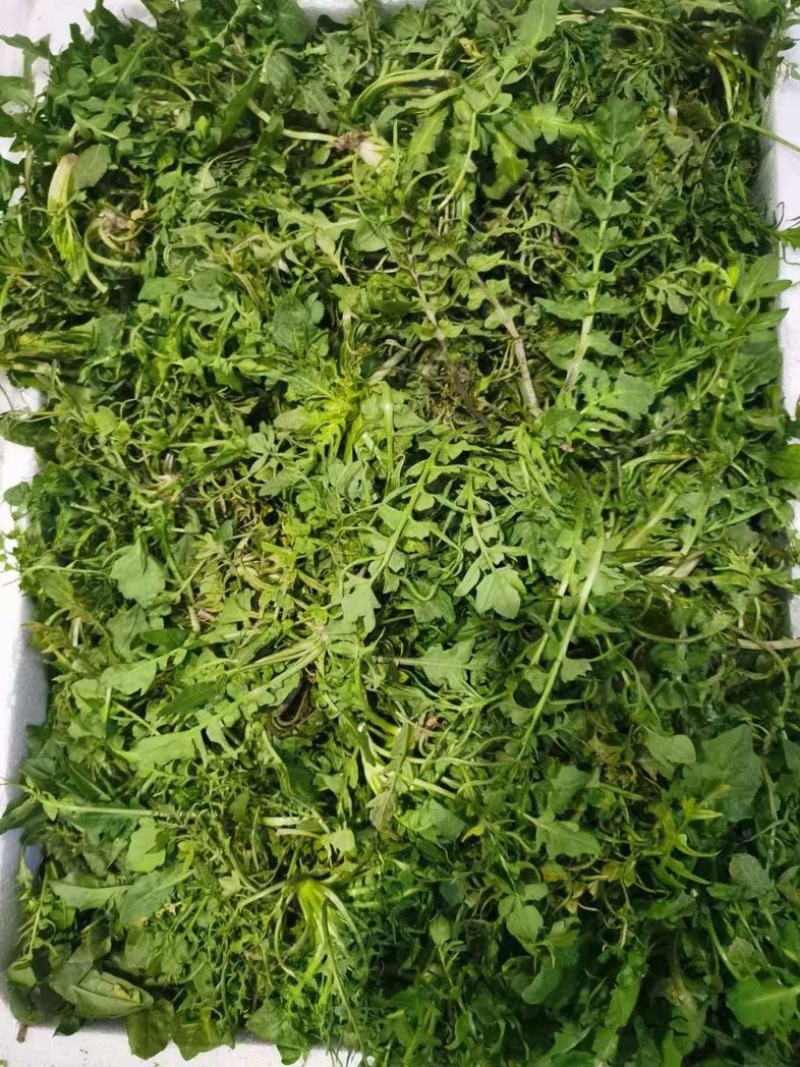 荠荠菜/产区直发/货源充足/大量发车/欢迎选购