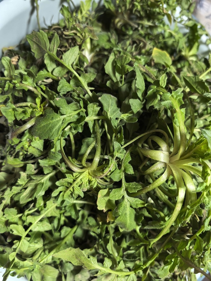 荠荠菜/产区直发/货源充足/大量发车/欢迎选购