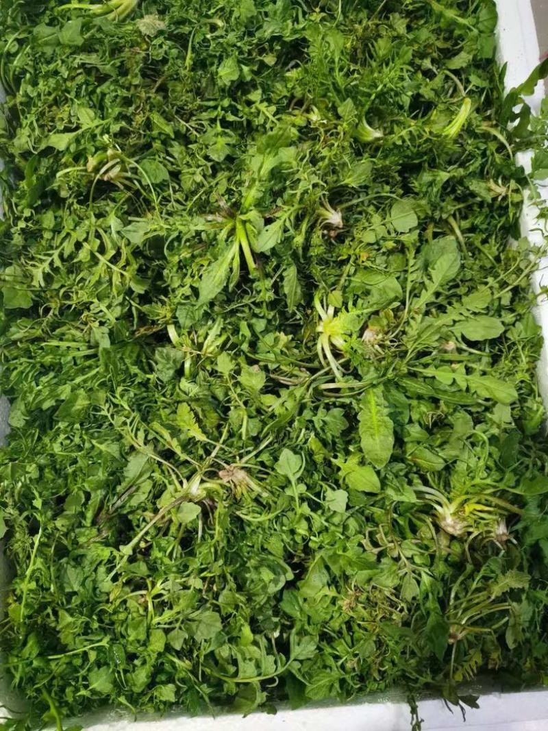 荠荠菜/产区直发/货源充足/大量发车/欢迎选购