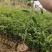 沉香树苗，品质好苗，规格齐全，量大从优，产地直发