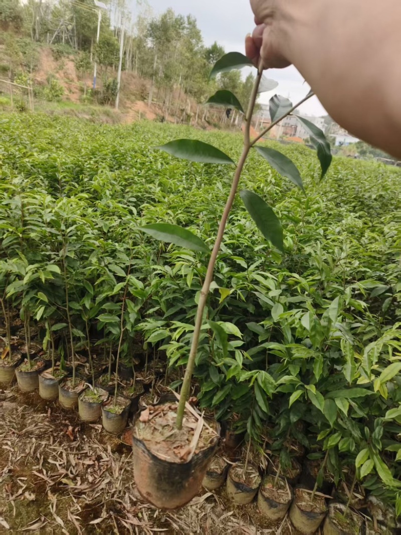 沉香树苗，品质好苗，规格齐全，量大从优，产地直发