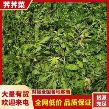 荠荠菜/产区直发/货源充足/大量发车/欢迎选购