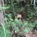 农家高山野生蜂蜜