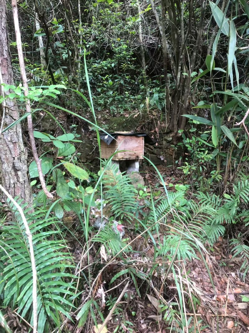 农家高山野生蜂蜜
