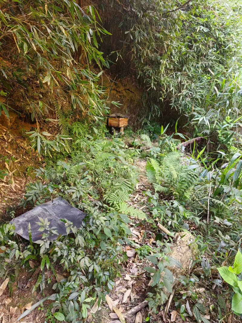 农家高山野生蜂蜜