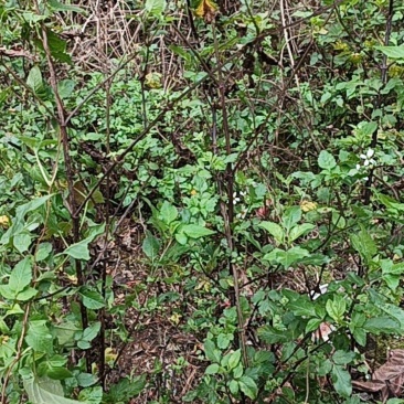 野生鬼针草