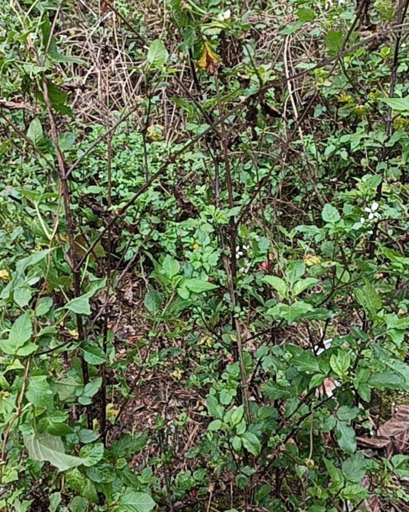 野生鬼针草