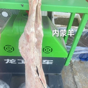 直条羊