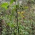 野生鬼针草