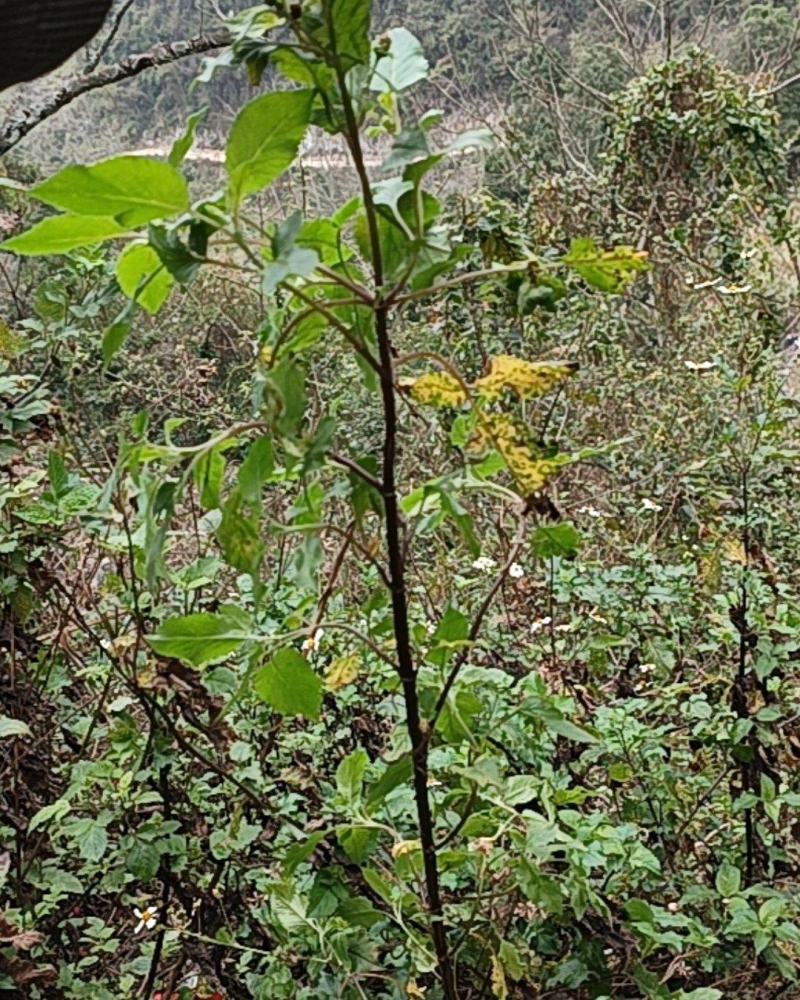 野生鬼针草