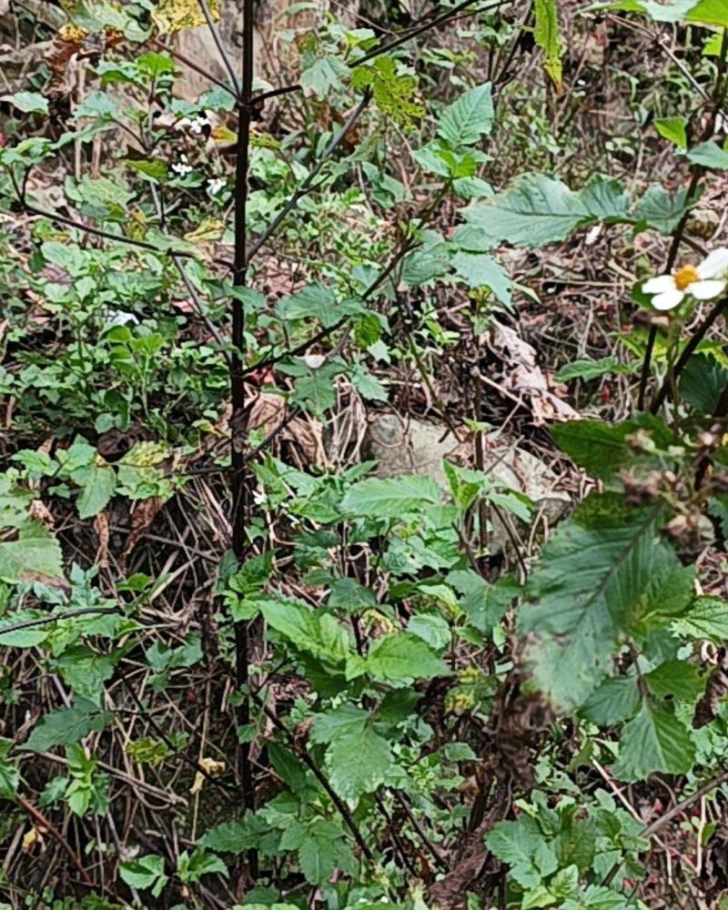 野生鬼针草
