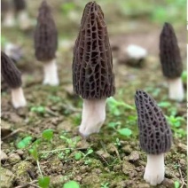 干货鲜货羊肚菌/产地直发/量大从优/诚信经营/一手货源