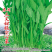 福州三叉大梗空心菜种子1斤大叶空心菜种籽旱地水地栽培农户