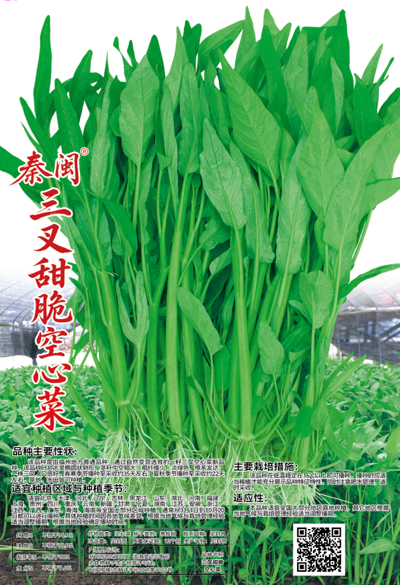 福州三叉大梗空心菜种子1斤大叶空心菜种籽旱地水地栽培农户
