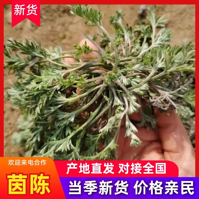 茵陈/白蒿/无干叶黄叶产区直发/货源充足