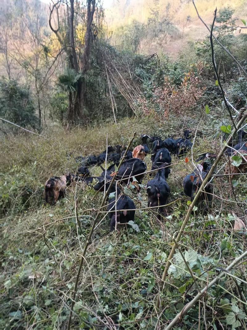 纯放养黑山羊#每天几座山那种欢迎采购咨询