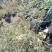 纯放养黑山羊#每天几座山那种欢迎采购咨询