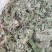 茵陈/白蒿/无干叶黄叶产区直发/货源充足