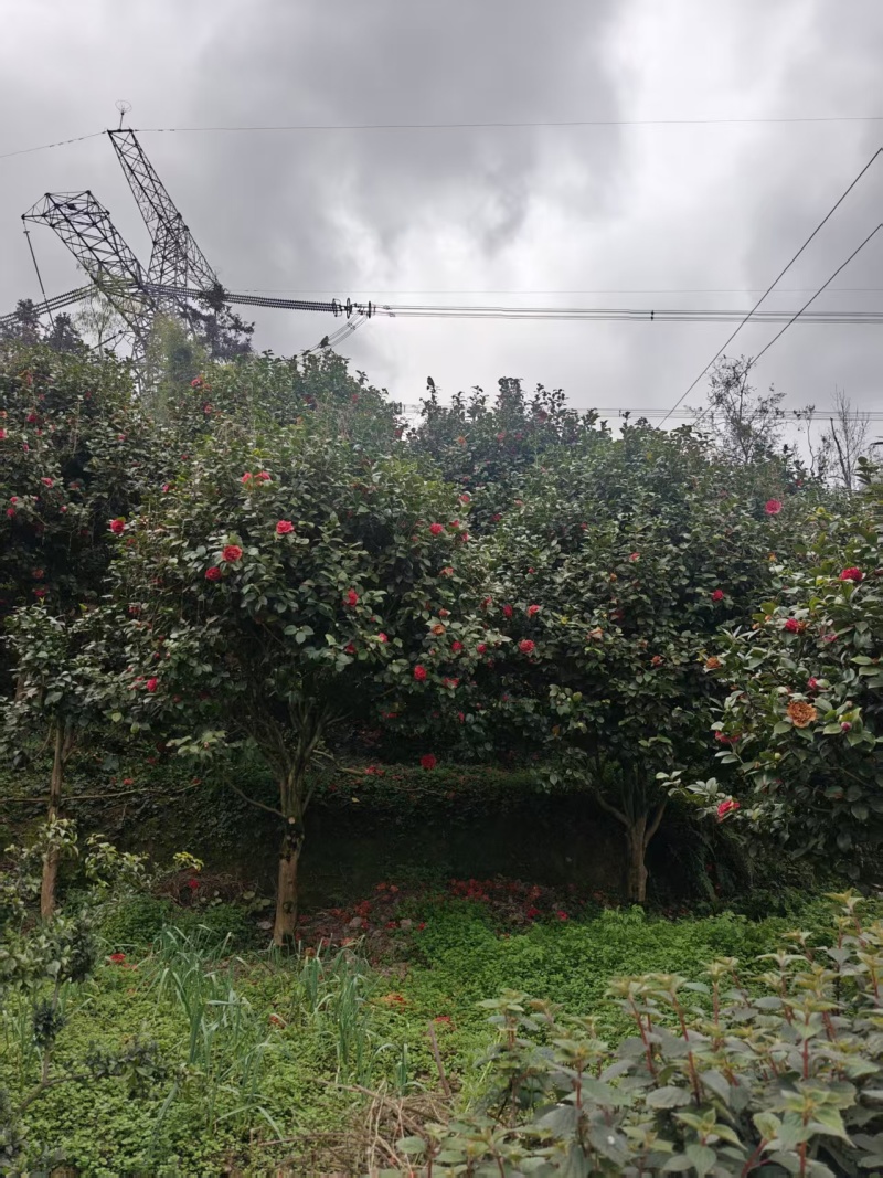 山茶花树#树龄#十几年#二十几年大量有货欢迎咨询