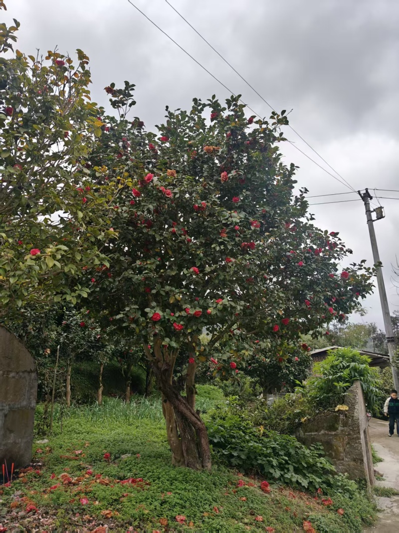 山茶花树#树龄#十几年#二十几年大量有货欢迎咨询