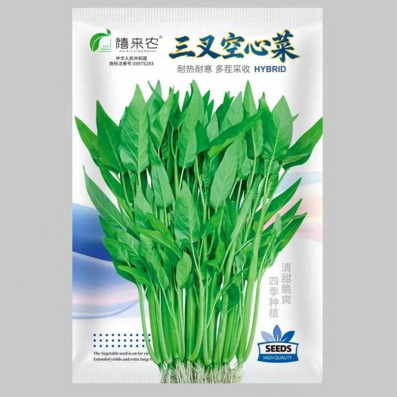 福州三叉大梗空心菜种子1斤大叶空心菜种籽旱地水地栽培农户