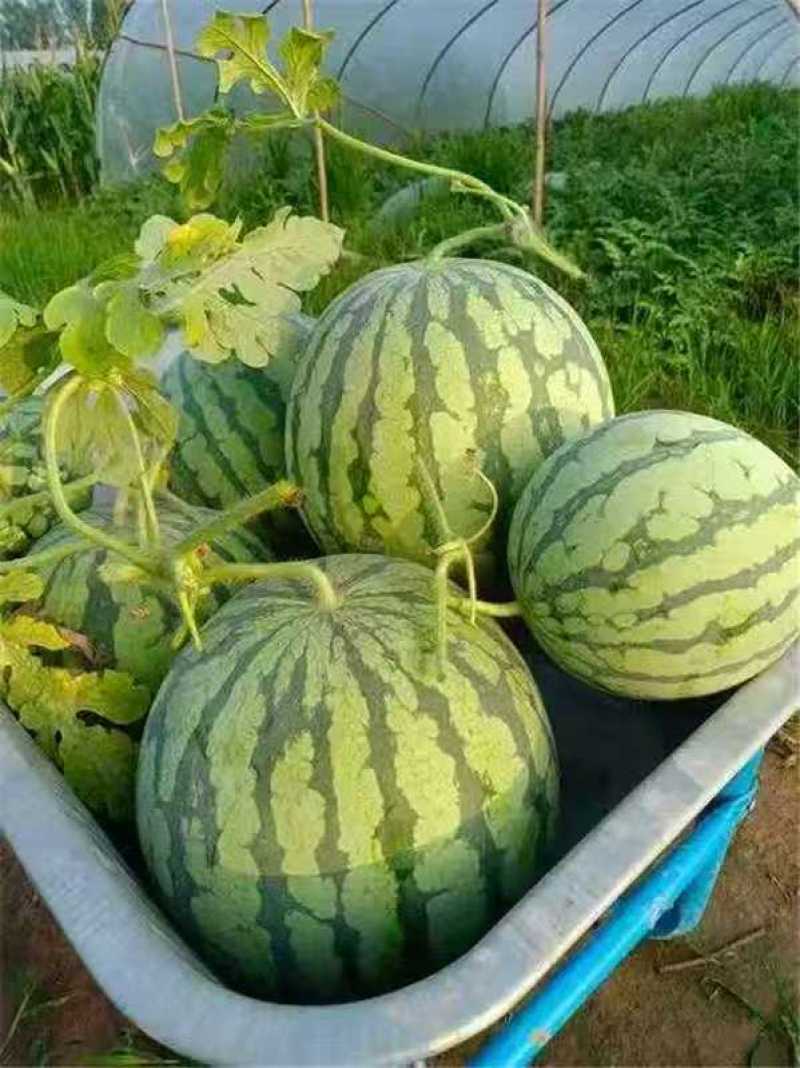 精品美都麒麟瓜产地货源充足保质保量全国发货欢迎随时看货